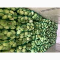 Продам капусту агресор