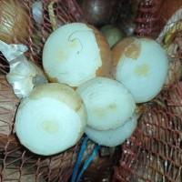 Продам цибулю на вигонку зеленого пера