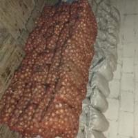 Продам цибулю на вигонку зеленого пера