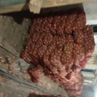 Продам цибулю на вигонку зеленого пера