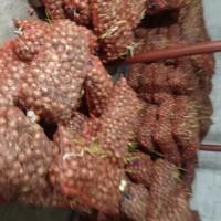 Продам цибулю на вигонку зеленого пера