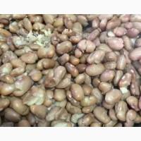 Продам боби, 50 т., Полтавська обл., с.Заріг