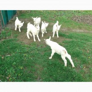 Продам козу