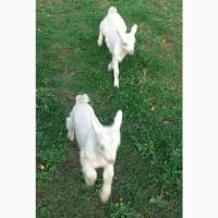 Продам козу