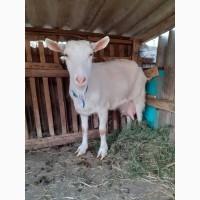 Продам козу