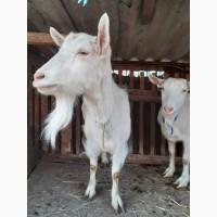 Продам козу