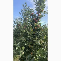 Продам яблука