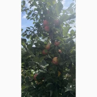 Продам яблука