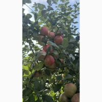 Продам яблука