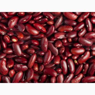 Продаємо сортову квасолю. Кідні, Кофейка, Ластівка, Біла кругла, Шоколадниця та ін