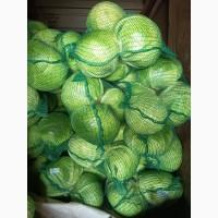 Продам капусту сорт Агресор