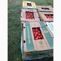 Продам помидор сливка