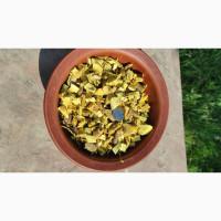 Продам коріння барбарису, сухе, збір осінь 2025, писати на вайбер