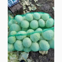 Продам капуста епікур