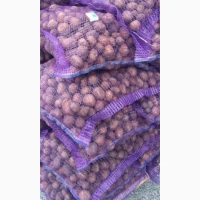 Беллароза насіннєва картопля 1-2 репродукція, оптові поставки від 5 т
