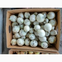 Продам белый лук