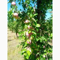 Продам яблука сорт Слава
