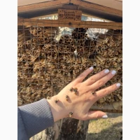 Кокони бджіл Осмія Корнута і Руфа (Osmia cornuta, Osmia rufa)