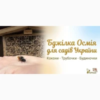 Кокони бджіл Осмія Корнута і Руфа (Osmia cornuta, Osmia rufa)