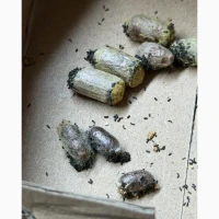 Кокони бджіл Осмія Корнута і Руфа (Osmia cornuta, Osmia rufa)