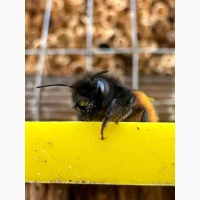 Кокони бджіл Осмія Корнута і Руфа (Osmia cornuta, Osmia rufa)