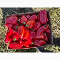 Продам перець червоний і зелений