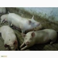 Свиные полутуши дюрок