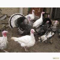 Домашние индюки продам недорого