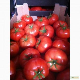 Продам помідор ( польща)
