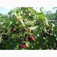 Продам саженцы безшипной ежевики