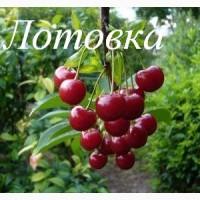 Саженцы черешни, вишни, вишнево-черешневого гибрида от производителя