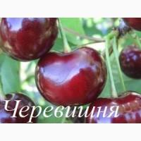 Саженцы черешни, вишни, вишнево-черешневого гибрида от производителя