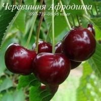 Саженцы черешни, вишни, вишнево-черешневого гибрида от производителя