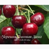 Саженцы черешни, вишни, вишнево-черешневого гибрида от производителя