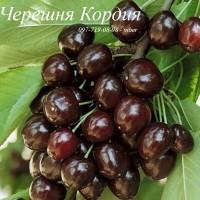 Саженцы черешни, вишни, вишнево-черешневого гибрида от производителя