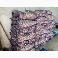 Продам Озимий часник продаж