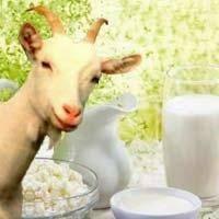 Козье молоко и молочные продукты
