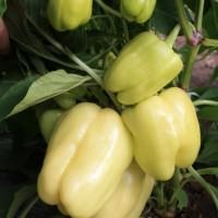 Семена перца из частной коллекции