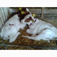 Продам телят симментальской породы