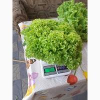 Продам листья салата любой