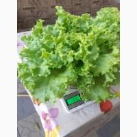 Продам листья салата любой