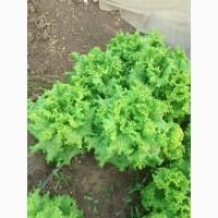 Продам листья салата любой