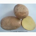 Розпродаж картоплі