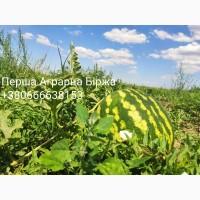 Продам арбуз