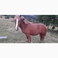 Строчно продам жеребця і лошичку