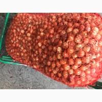 Продам севок сеянку, сорт Штутгард