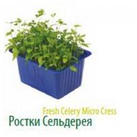 Продам микропобеги зелени