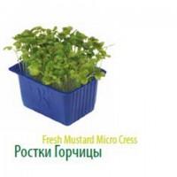 Продам микропобеги зелени