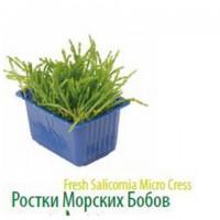 Продам микропобеги зелени