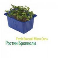 Продам микропобеги зелени
